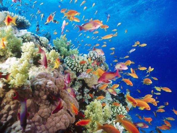 Coral-Reef-Southern-Red-Sea-Near-Safaga-Egypt