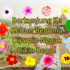 Suer! Berkunjung Ke Kebun Begonia Nggak Akan Bikin&nbsp;Bego