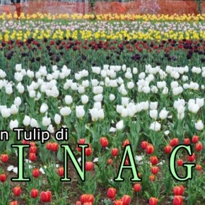 Ingin Melihat Keindahan Kebun Tulip? Ke India&nbsp;Saja!