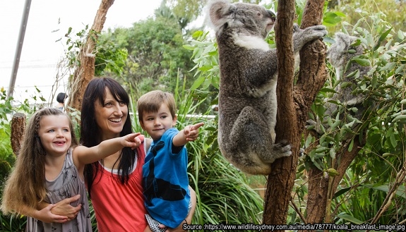 koala_breakfast_image