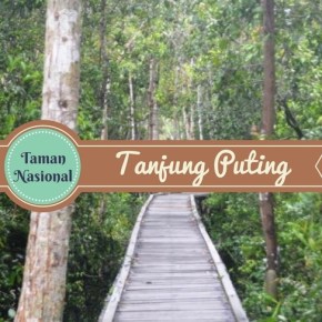 Abu Nawas di Taman Nasional Tanjung&nbsp;Puting