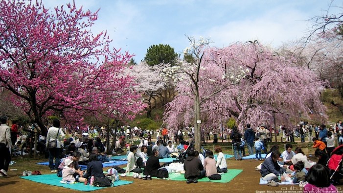 amazing-festival-hanami