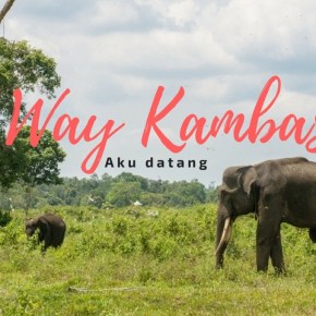 Way Kambas, Aku&nbsp;Datang!