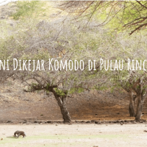 Berani Dikejar Komodo di Pulau&nbsp;Rinca?